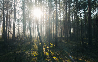 Mysterious fairytale forest. Foggy woods, sunshine and trees