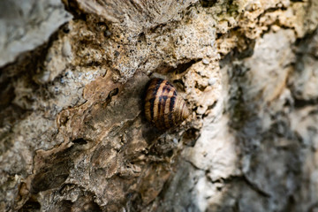 Closeup texture of old tree bark with a snail. Pattern of natural tree bark background. Selected depth of field. Сopy space. Natural background, Sunny landscape.