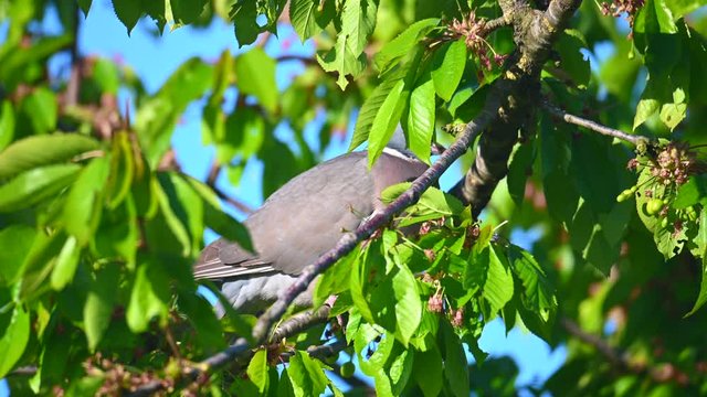  a dove picks the still green, unripe cherries in a cherry tree illuminated by the morning sun