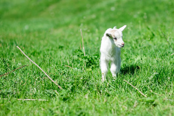 Fototapeta premium white young goat on green grass. Summer day. Beautiful