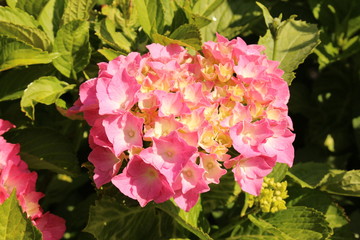Pink and yellow "French Hydrangea" flowers (or Bigleaf Hydrangea, Lacecap Hydrangea, Mophead Hydrangea, Penny Mac, Hortensia) in Innsbruck, Austria. Hydrangea Macrophylla is native to Japan and Korea.
