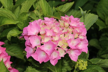 Fototapeta premium Pink and yellow 