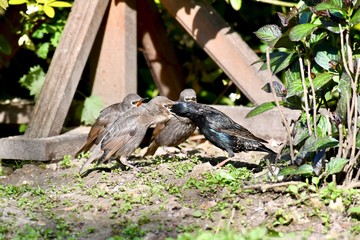 Fledgeling starlings being fed by Mum