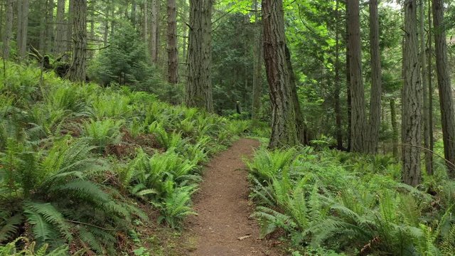 Pacific Northwest Rain Forest Trail. New springtime greenery is evident in the verdant green sword ferns and the tiny wildflowers along a path lined with fir, hemlock and cedar trees.