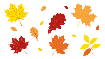 Autumn leaves. Red and yellow different leaves on a white background. Design elements.