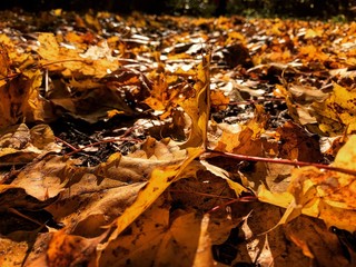 fallen autumn leaves