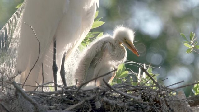 Closeup baby great egret chicks beg for food in a bird nest in Orlando Florida