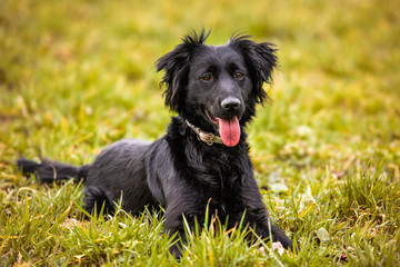 Happy dog without leash outdoors in nature in beautiful sunrise. Happy Border Collie Dog looking to camera in city park.