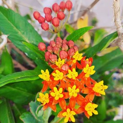 Red and yellow flowers