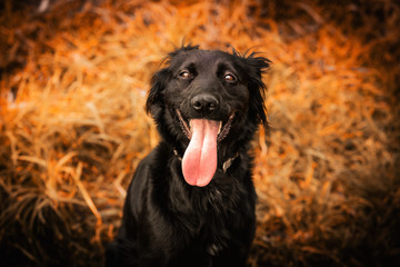 Closeup portrait of playful purebred border collie dog looking to camera with open mouth funny face over outdoors lawn. Adorable puppy enjoying a sunny day in the park.