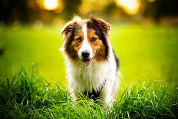 Closeup Portrait of Berger Australien looking to camera in city park. Happy dog concept.