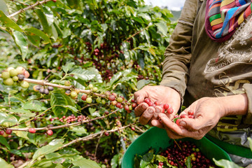 Cerezas de café