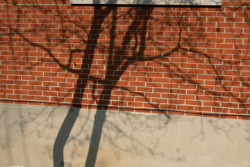 Shadow of a tree against a brick wall
