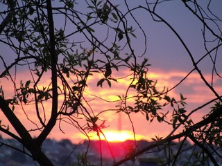 Fototapeta premium sunset, tree, sky, sun, silhouette, nature, trees, landscape, sunrise, winter, branch, evening, forest, autumn, orange, dusk, branches, beautiful, black, night, clouds, morning, dawn