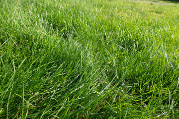 Green grass 