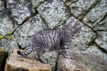 Close-up adorable cat relaxing in the wild