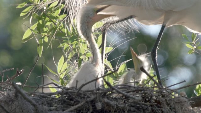 Adult egret bird walks over nest of baby great egret chicks in Orlando Florida