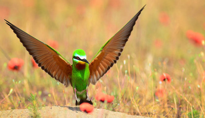 Blue-cheeked bee-eater (Merops persicus) captured in Azerbaijan 
