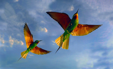 Blue-cheeked bee-eater (Merops persicus) captured in Azerbaijan 