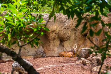 The bongo (Tragelaphus eurycerus) is a herbivorous, mostly nocturnal forest ungulate.