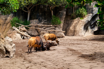 The black buffalo, also known as buffalo, African buffalo or Cape buffalo