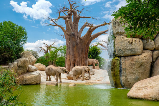 The African savannah elephant is one of the three representatives of the Elephantine family, the only survivor of the Proboscidati order