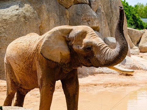 The African savannah elephant is one of the three representatives of the Elephantine family, the only survivor of the Proboscidati order