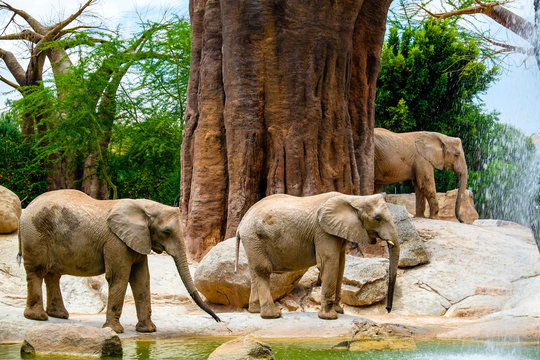The African savannah elephant is one of the three representatives of the Elephantine family, the only survivor of the Proboscidati order