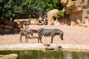 Fototapeta na wymiar Zebras at the zoo garden