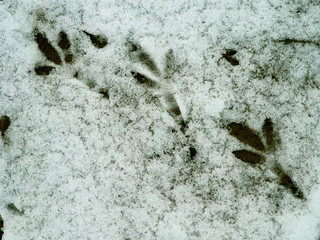 Eurasian coot (Fulica atra) tracks on shiny snow in winter