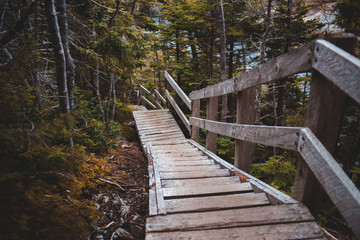 Fototapeta premium wooden bridge in the woods