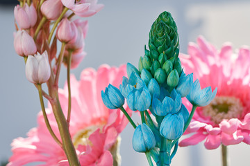 Close-up of the bloom of a blue Bethlehem star flower accompanied by pink flowers.
