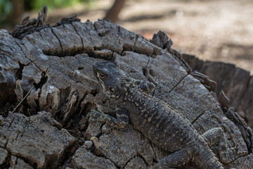 Agama lizard resting on a log. Mimicry works. Location Cyprus, Ayia Napa. Lizard species Laudakia stellio cypriaca