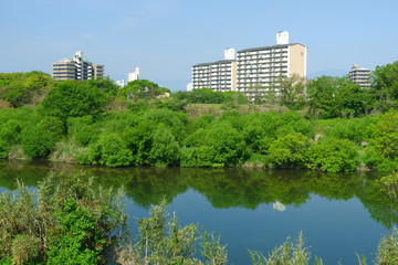Fototapeta premium River landscape in early summer with beautiful greenery