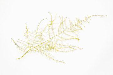 Asparagus plumosus isolated on white background
