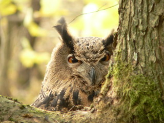 Eurasian eagle-owl (Bubo bubo) portrait in Chernobyl zone