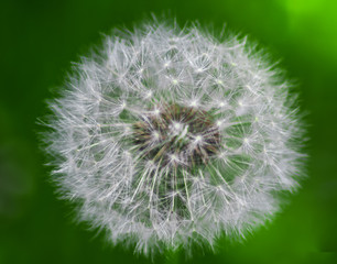 Dandelion macro 