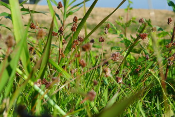 春の野草、スズメノヤリ群生
