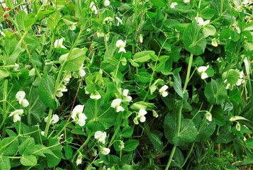 えんどう豆の花
