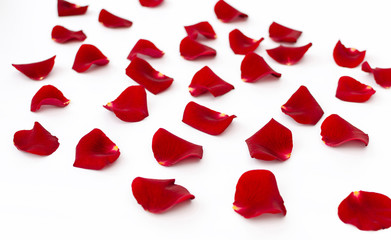 red rose petals on a white background, beautiful background closeup