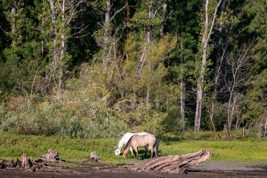 Two horses eating on the bank of lake with dead tree and forest