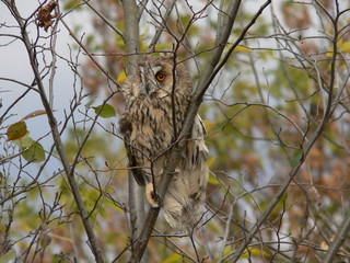 Eurasian eagle-owl (Bubo bubo) portrait in Chernobyl zone