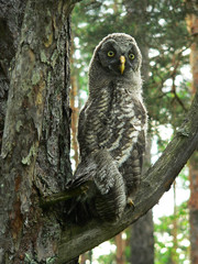 Great grey owl or great gray owl (Strix nebulosa) on nest with chicks 
