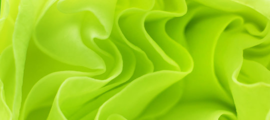 Blurred background for your design. Macrophotography of a yellow-green rosebud. Panoramic picture.