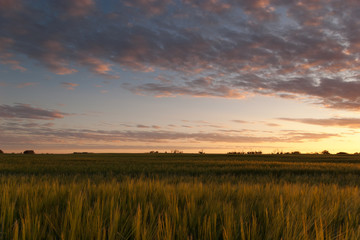Barley field the Alberta prairie at sunrise.