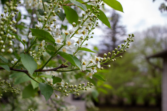 Emerging buds and white flower blossoms on the branch of a Canada red cherry tree, with defocused background