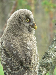 Fototapeta premium Great grey owl or great gray owl (Strix nebulosa) on nest with chicks 