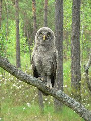 Great grey owl or great gray owl (Strix nebulosa) on nest with chicks 