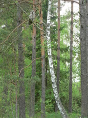 Obraz premium Great grey owl or great gray owl (Strix nebulosa) on nest with chicks 