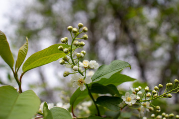 Emerging buds and white flower blossoms on the branch of a Canada red cherry tree, with defocused background